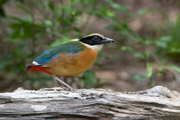 Wall Mural - Blue-winged Pitta or Pitta moluccensis ( Passeriformes) in the habitat.