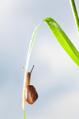 Sticker - Climbing on grass blade snail