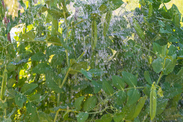 Wall Mural - Green pea pods grow in the summer in the garden