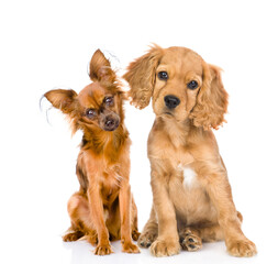 Aufkleber - English cocker spaniel puppy dog and toy terrier puppy sit together in front view. isolated on white background