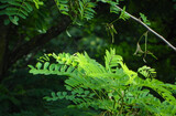 Fototapeta  - Robinia (Robinia pseudoacacia) 