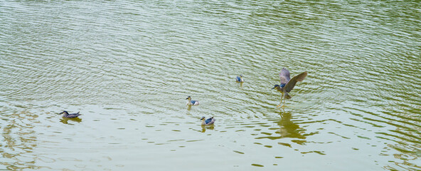 Canvas Print - The night heron