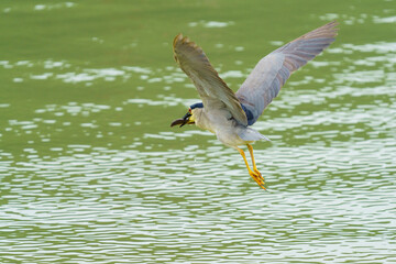 Canvas Print - The night heron