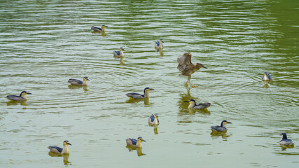 Sticker - The night heron