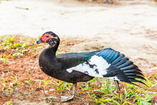 A Female Muscovy Duck Walking Outside On The Grass.