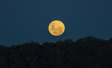 Full Moon Rising Over The Tree Tops
