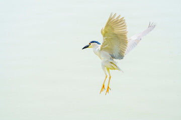 Canvas Print - The night heron