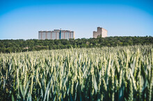 The Three Big Apartment Blocks Of The Stuttgart District Of Asemwald Behind A Wheat Field Under A Blue Sky.