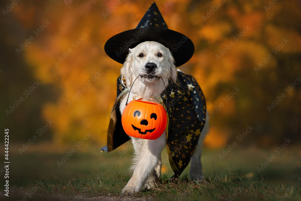 happy golden retriever dog in halloween costume walking with a pumpkin ...