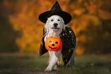 Happy Golden Retriever Dog In Halloween Costume Walking With A Pumpkin Basket Outdoors