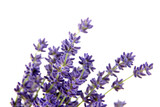 Fototapeta Lawenda - Lavender flowers isolated on white background. Fresh purple flowers closeup
