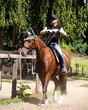 Horse and rider training. Horse riding instructor works with the horse.