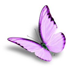 Beautiful Flying Purple Butterfly On White Background With Soft Shadow (Chocolate Albatross In Exotic Fancy Color Profile)