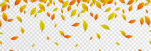 Vector Leaf Fall On An Isolated Transparent Background. Autumn, The Leaves Are Falling From The Trees. Leaves Png.