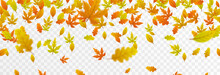 Vector Leaf Fall On An Isolated Transparent Background. Autumn, The Leaves Are Falling From The Trees. Leaves Png.