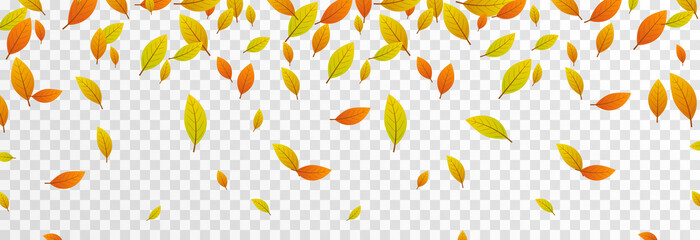 vector leaf fall on an isolated transparent background. autumn, the leaves are falling from the tree