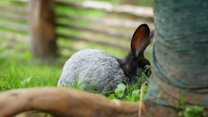 Wall Mural - Cute fluffy gray rabbit with big ears looking straight into the camera, green flower meadow in spring forest with beautifully blurred background. Spring holidays concept Easter bunny.
