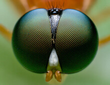 Beautiful Macro Of Insects