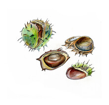 Illustrathion Of Whole And Open Chestnuts