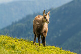 Chamois, Rupicapra rupicapra, in Nizke tatry mountain, Slovakia