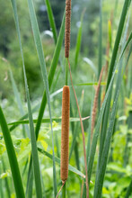Close Up Of Cattails On A Rainy Day