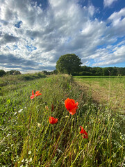 Wall Mural - Coquelicots dans une prairie de la Nièvre, Bourgogne