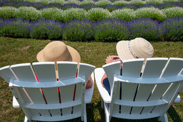 652-53 Summer at the Lavender Farm