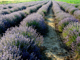 Wall Mural - lavender flowers in the field