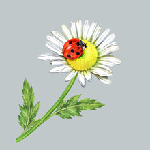 Watercolor Illustration With Chamomile Flower And Ladybug, Wildflower, Garden Flower 