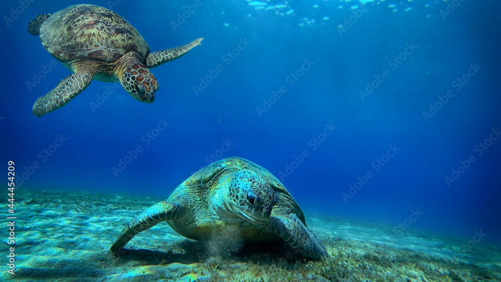 turtle swims underwater - obrazy, fototapety, plakaty 