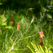 Eastern Red Columbine, Wild Columbine - Aquilegia Canadensis, Wildflower Growiwng Wild In A Minnesota Forest.