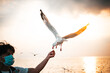 White seagull With red mouths and feet, eating food in people's hands, with sky and sea in the evening sunset background, to animal and nature concept.