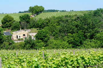 Sticker - Vineyards in the hills of Vouvray village