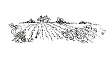 Rural Landscape With A Field, A Wheelbarrow With A Pumpkin. Linear Drawing. Sketch. Vector Illustration.