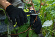 © ilyaska - Gardener cutting raspberry branches