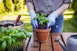 Woman with gardening glove planting basil herb into flower pot on table in garden