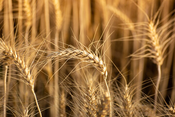 Close up of ripe wheat ears. Rich harvest concept.