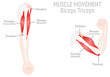 Muscle movement. 
Biceps triceps motion anatomy. Biceps brachii, flexion, extension. Arm and hand contracts, relax gesture. Illustration vector diagram. 