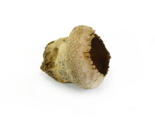 Very Old Cracked Mushrooms Common Puffball (Lycoperdon Perlatum) Isolated On White Background. 