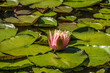 Viele Seerosen erblühen in einem kleinen Teich