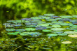 Viele Seerosen erblühen in einem kleinen Teich