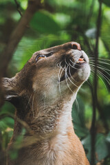 Wall Mural - Mountain lion in the jungle of Belize 