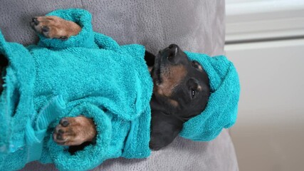 Wall Mural - Cute purebred dachshund dog in green bathrobe and head wrapped with soft towel lies on light grey couch IN room close vertical shot