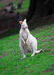 Albino wallaby standing on the green grass