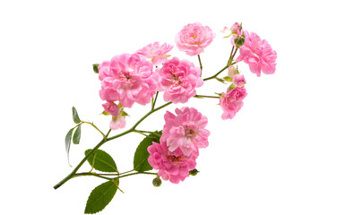  small pink rose isolated