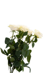 Sticker - white rose isolated