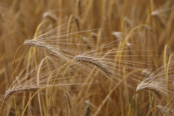 Golden ear of rye in the field