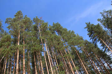 Wall Mural - tall green pine trees against the blue sky