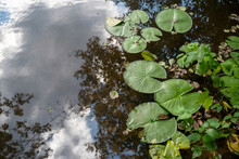 Lily Pads Float On A Tranquil Pond With Trees And Sky Reflected