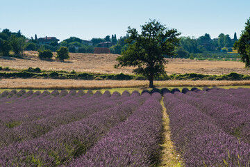 lavender field region